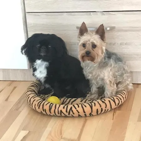 Ars Vivendi تروغير